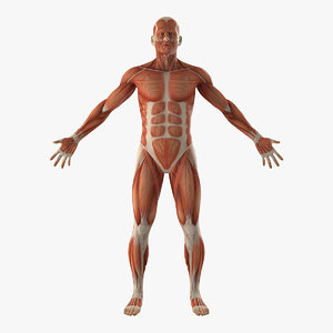 Turbosquid éducation Anatomy-male-muscular-3D-model_300