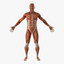 anatomy male muscular 3D model
