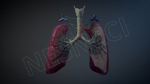 3D lymph vessels nodes lung