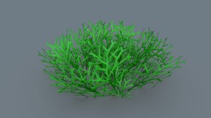riccia plants 3D model
