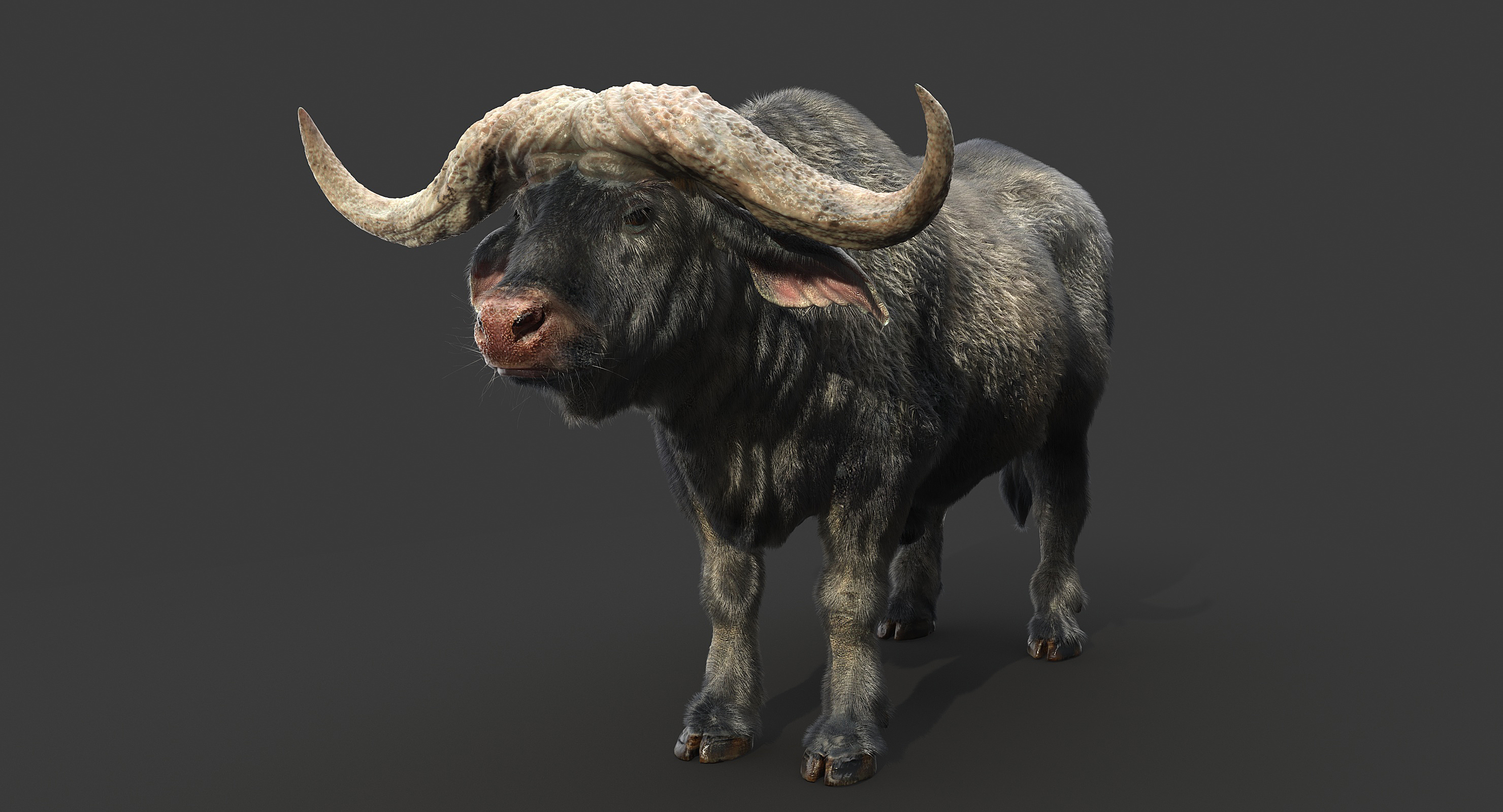 Cape buffalo 3D model - TurboSquid 1236872