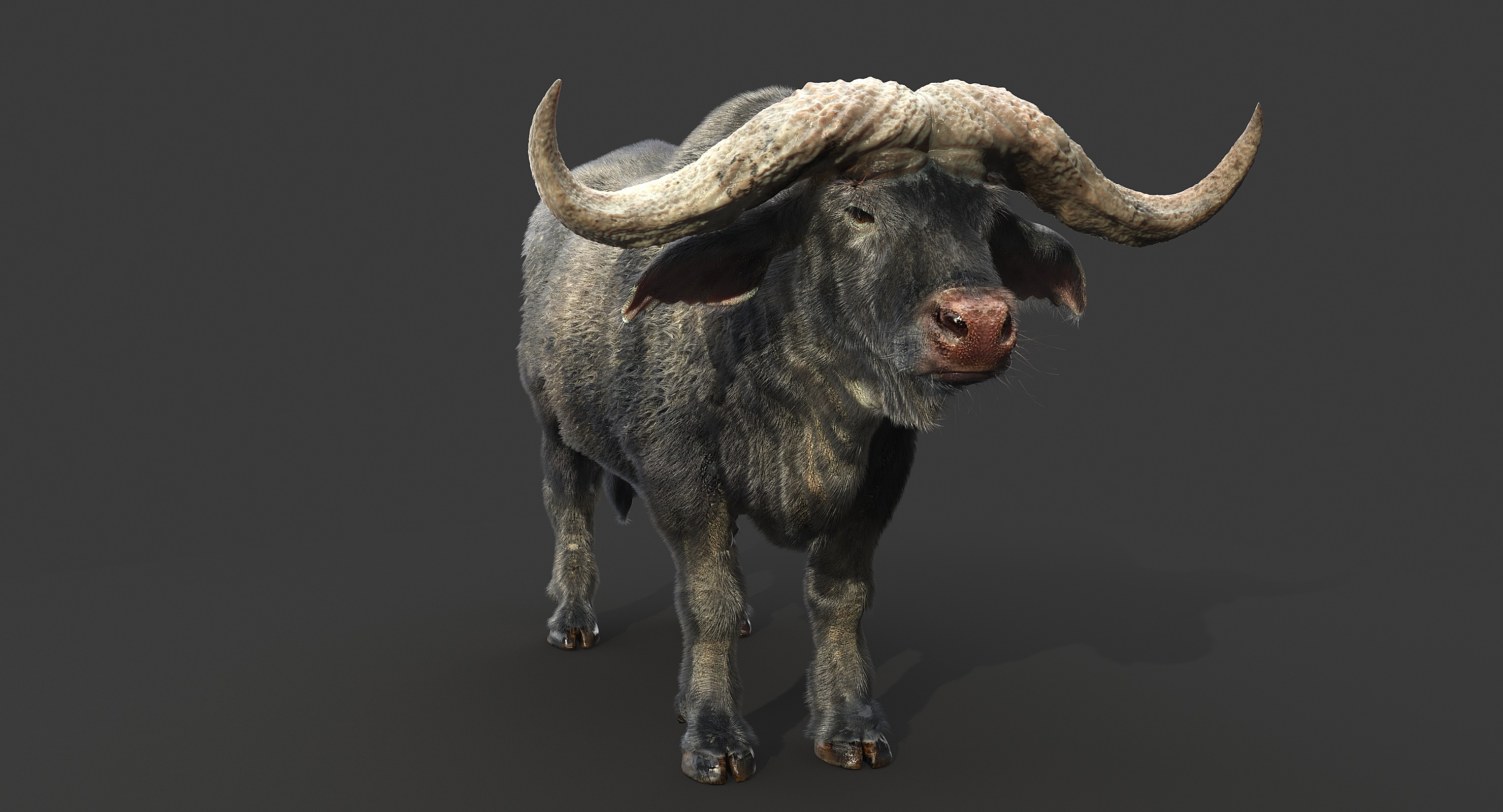 Cape buffalo 3D model TurboSquid 1236872