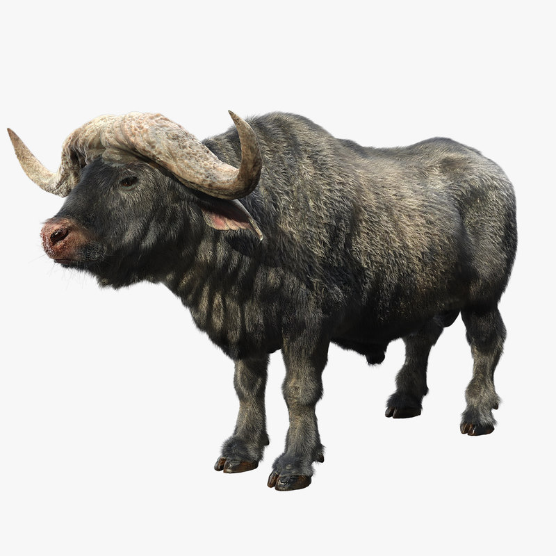 Cape buffalo 3D model TurboSquid 1236872