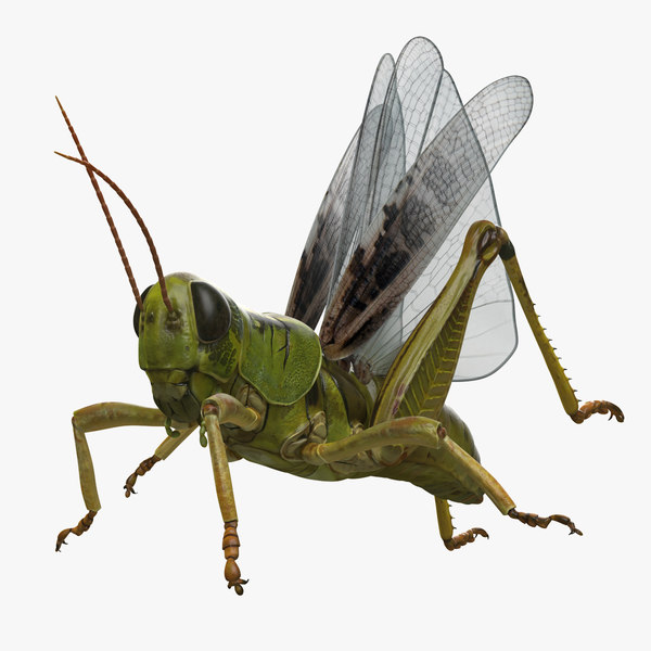 grasshopper 3d download