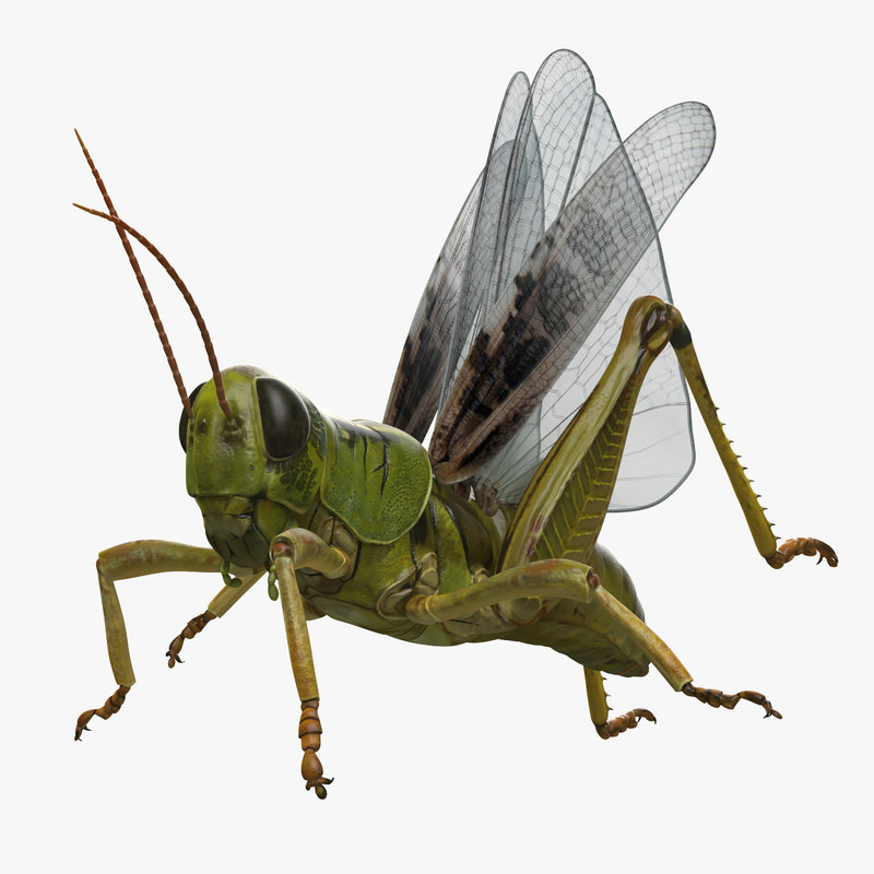 Grasshopper rigged 3D model - TurboSquid 1237554