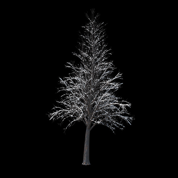 winter tree 034 snow 3D