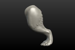 3D model wolf hind paw