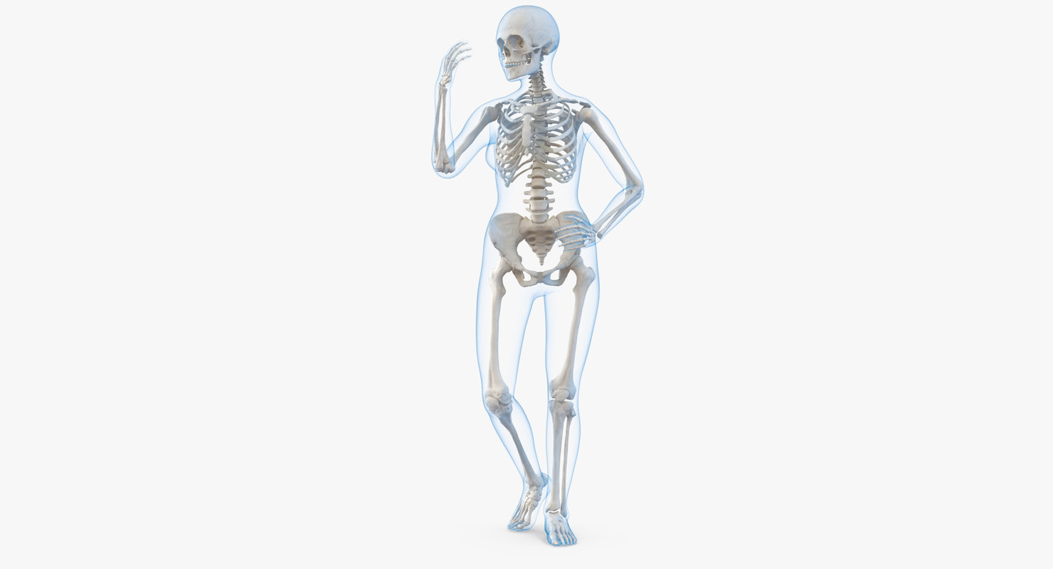 Skeleton body. Женский скелет. Женский скелет человека. Скелет женского тела. Женский скелет 3д.