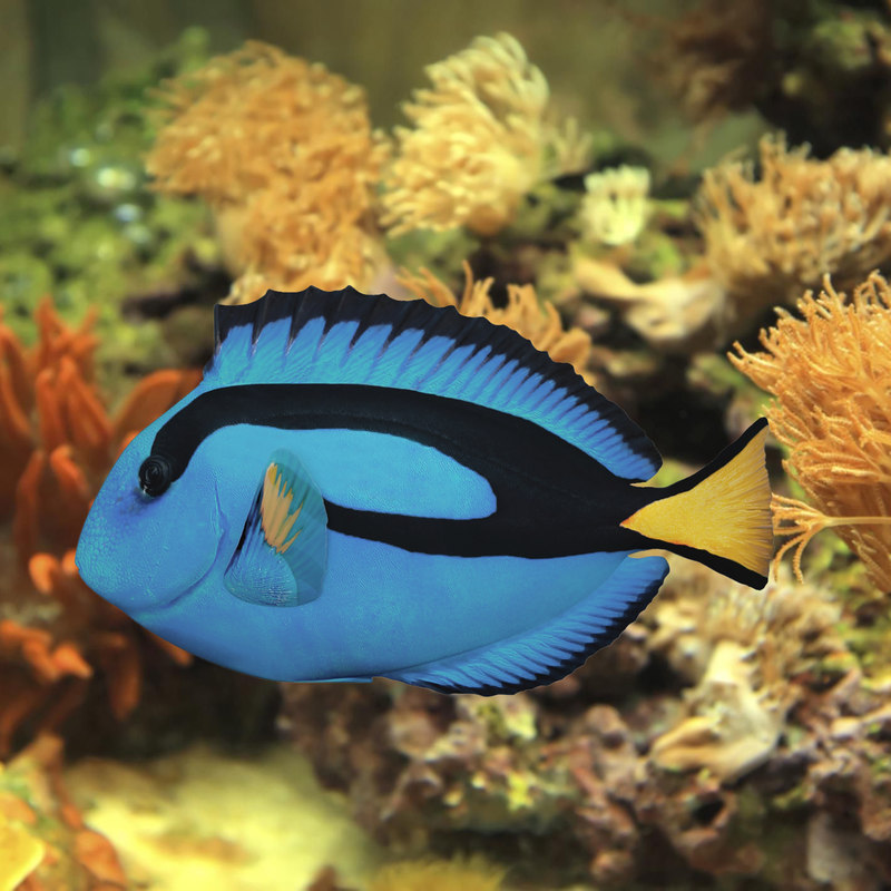 Blue tang rigged fish 3D model - TurboSquid 1238299