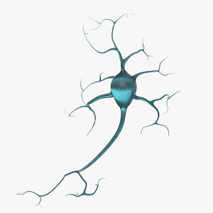 neurons 3D model
