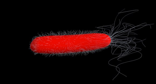 Bacterium escherichia coli 3D model - TurboSquid 1238645