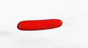 bacterium escherichia coli 3D model