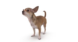 chihuahua people 2017 3D model