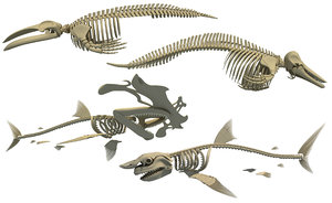 skeleton whale shark dolphin 3D