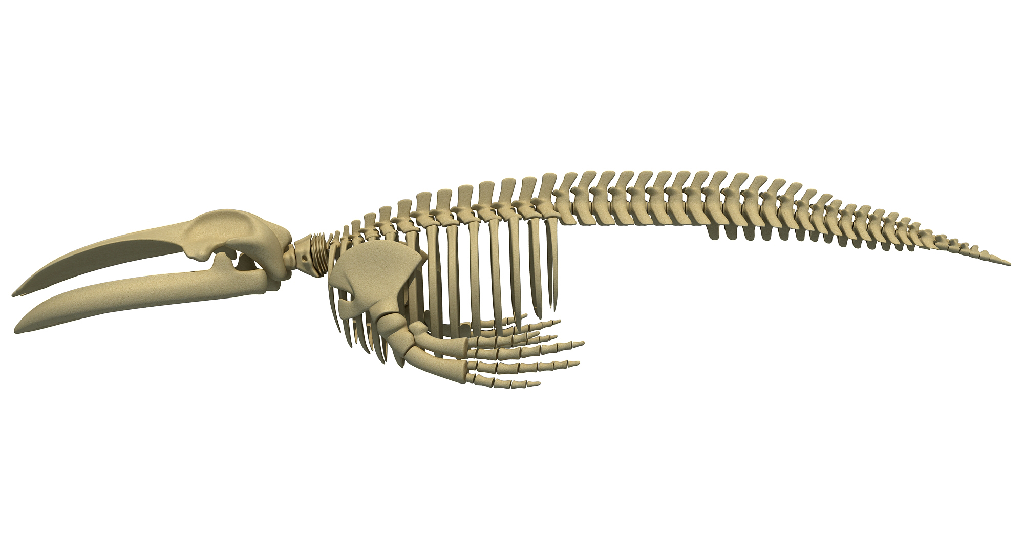 Aquatic skeletons model - TurboSquid 1238798