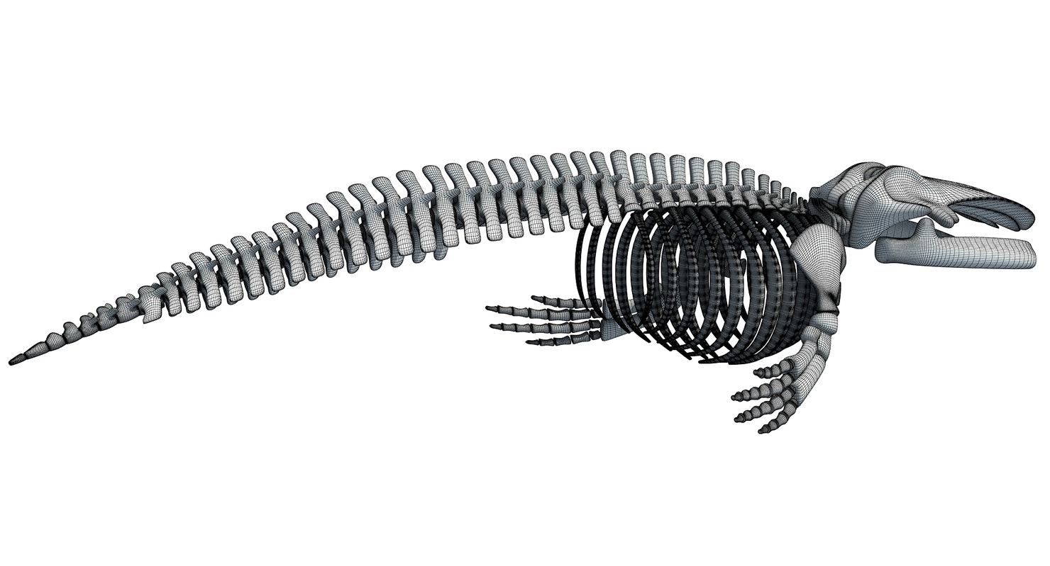 Aquatic skeletons model - TurboSquid 1238798