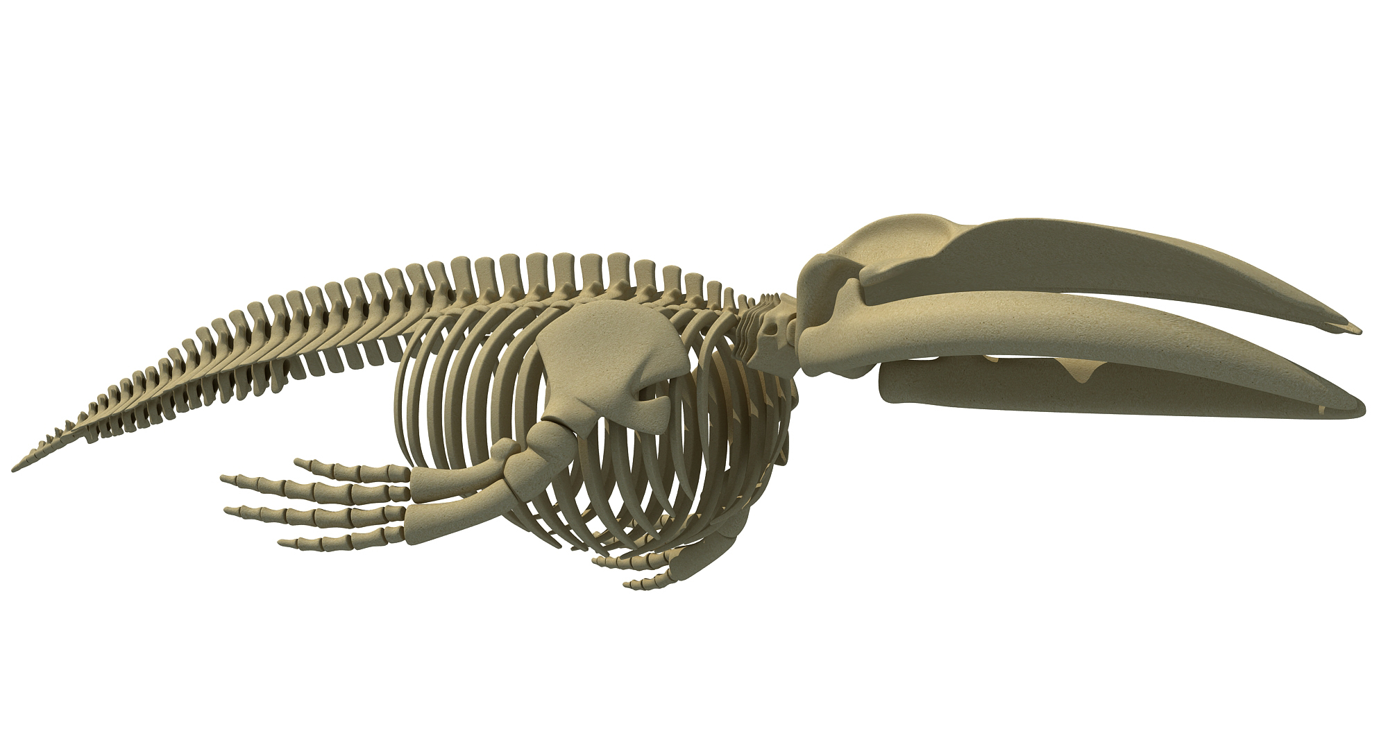 Aquatic skeletons model - TurboSquid 1238798