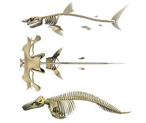 3D model sharks skeleton
