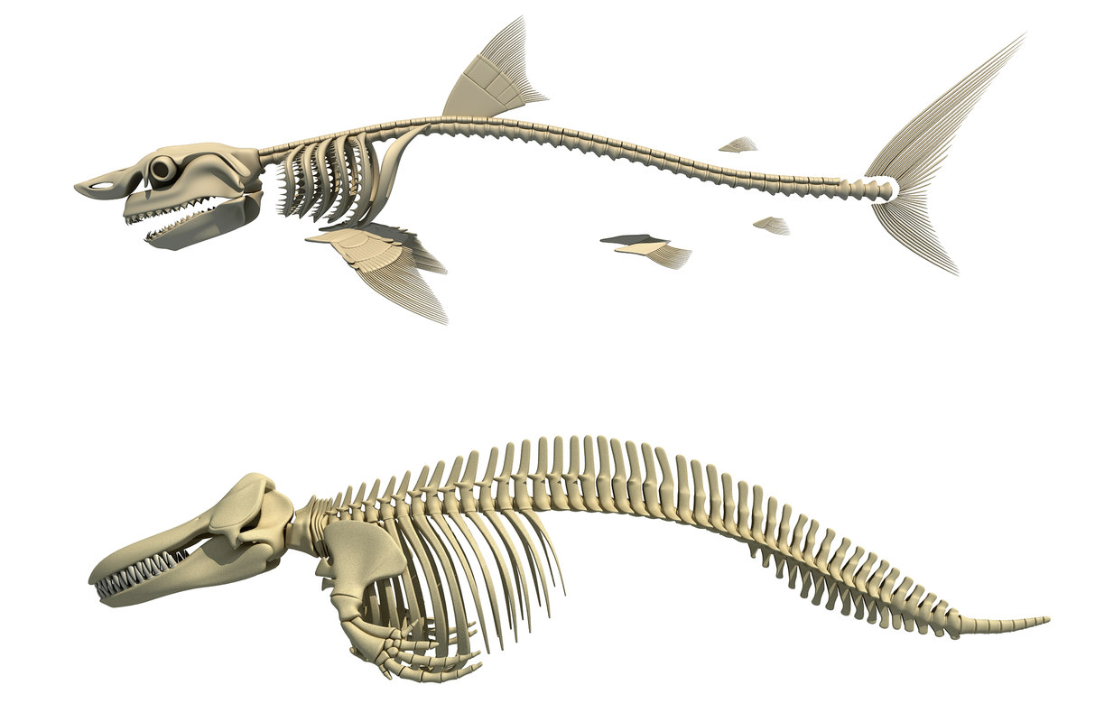 https://static.turbosquid.com/Preview/001238/810/5Y/great-white-shark-killer-whale-3D-model_D.jpg