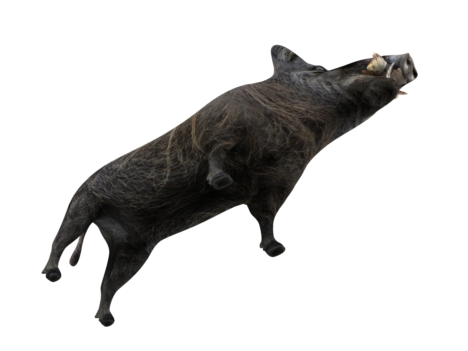 3d wild boar