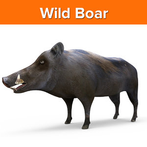 wild boar 3D