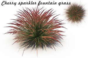 cherry sparkler fountain grass 3D