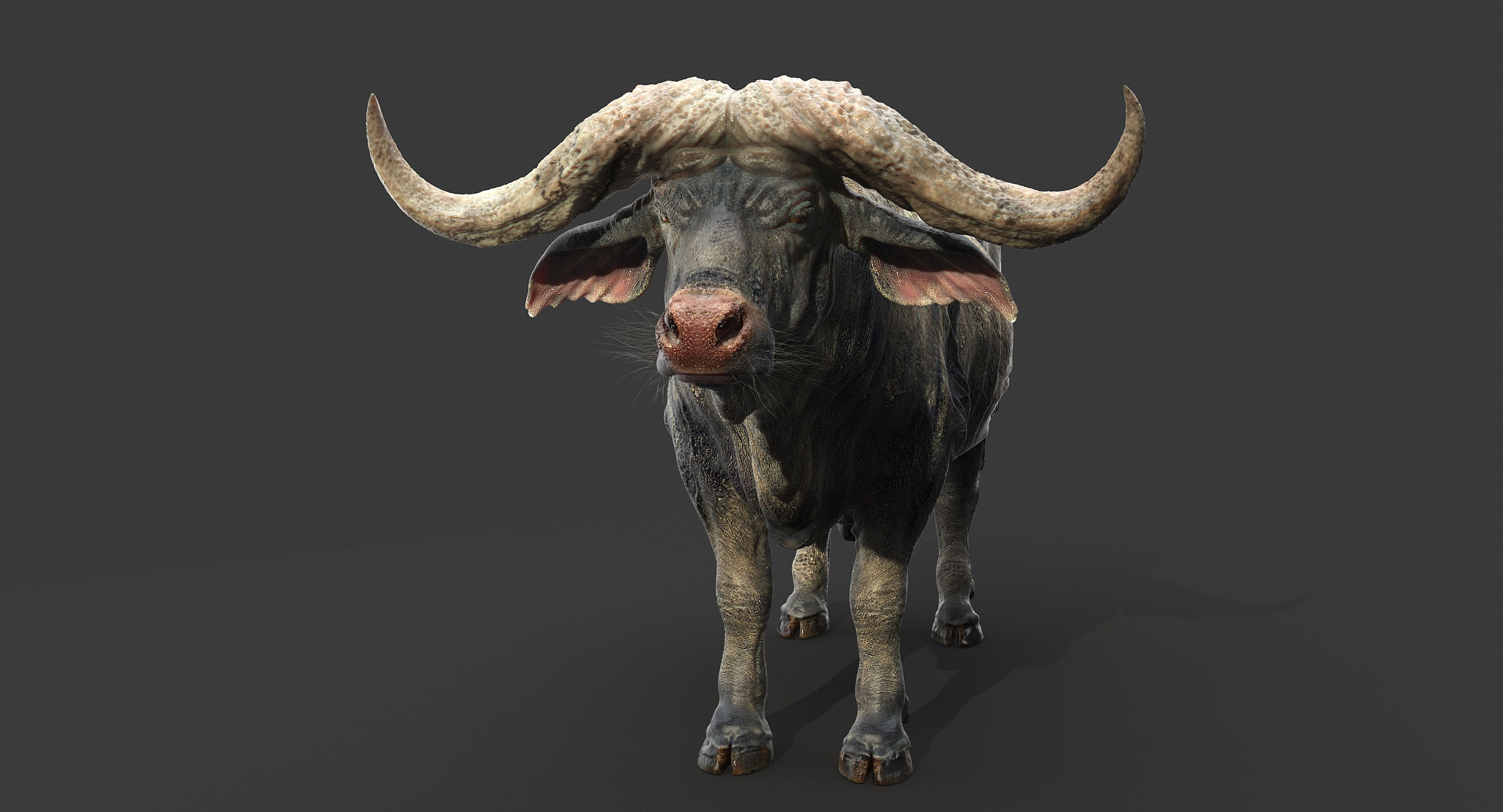 Cape buffalo fur 3D model - TurboSquid 1239422