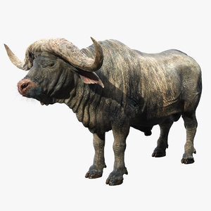 cape buffalo fur 3D model