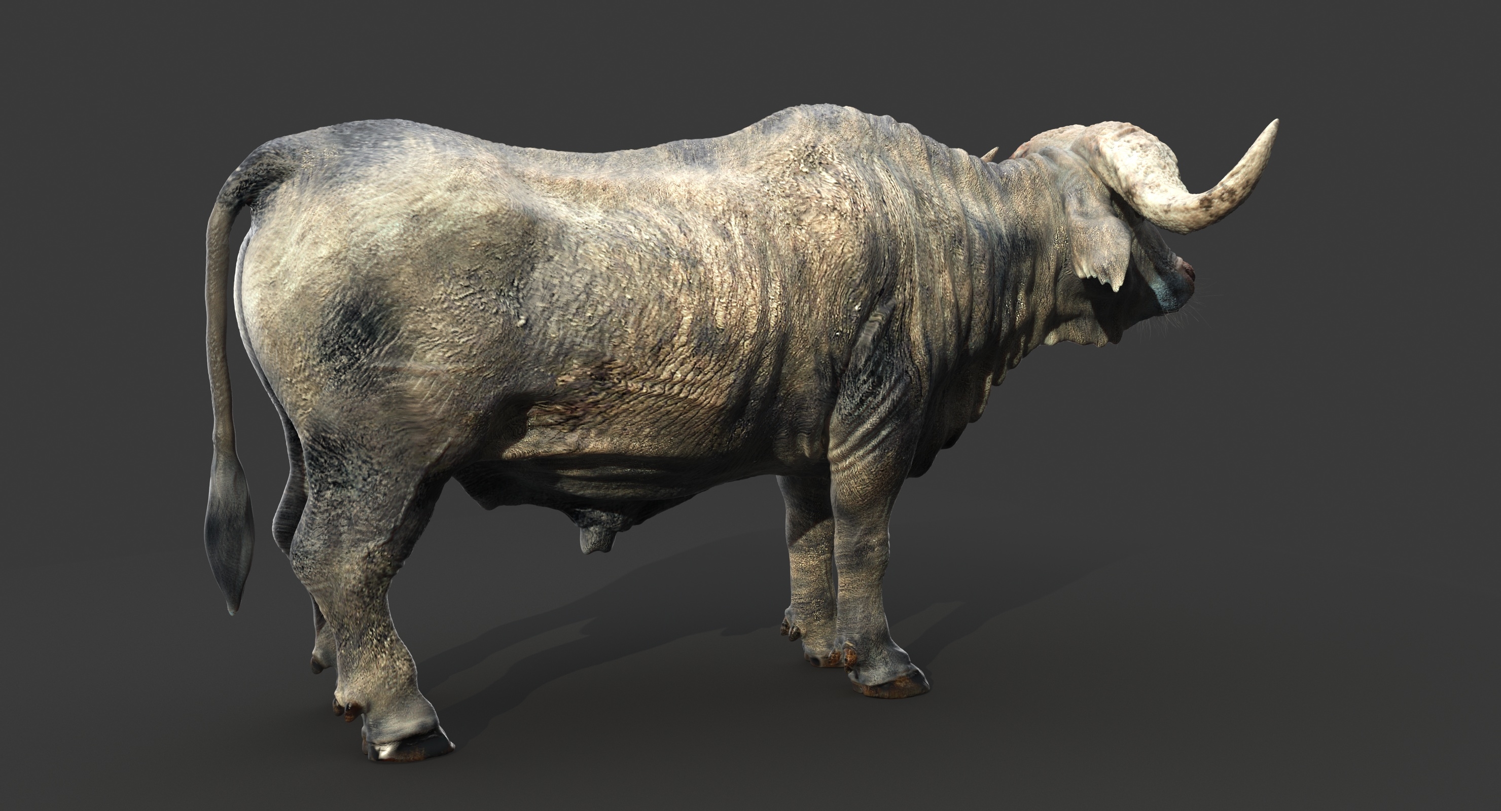 Cape buffalo fur 3D model TurboSquid 1239422