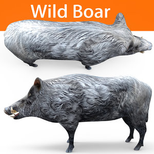 wild boar 3D model