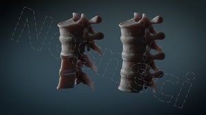 3D human vertebrae t6 cross section