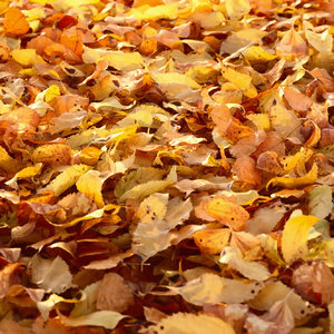 autumn leaves 3D model