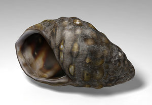 marsh snail 3D