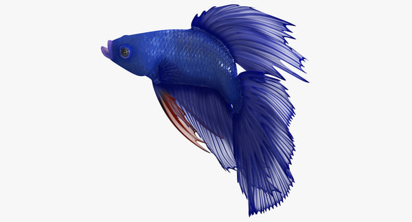 blue betta fish