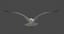 3D california gull animation flying