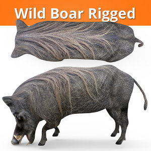 wild boar rigged 3D model