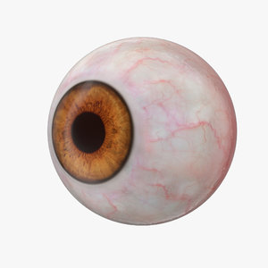 human eyeball 3D model