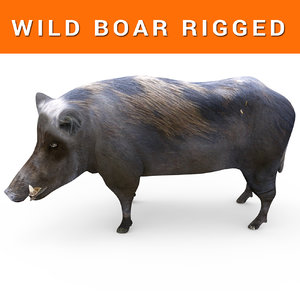 3D wild boar rigged