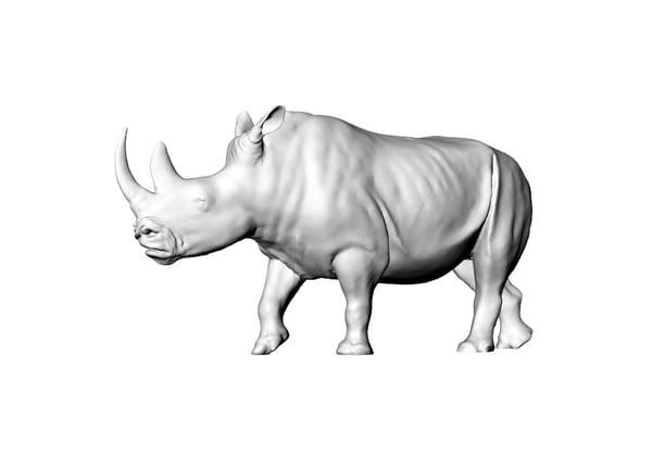 rhino models