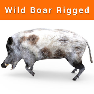 wild boar rigged 3D model