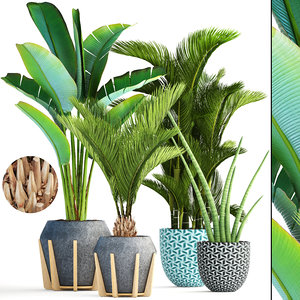 3D model tropical plants