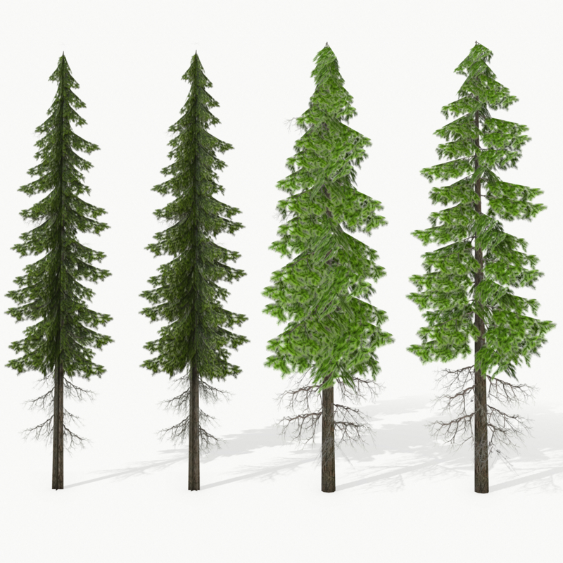 Pine tree 3D model - TurboSquid 1242038