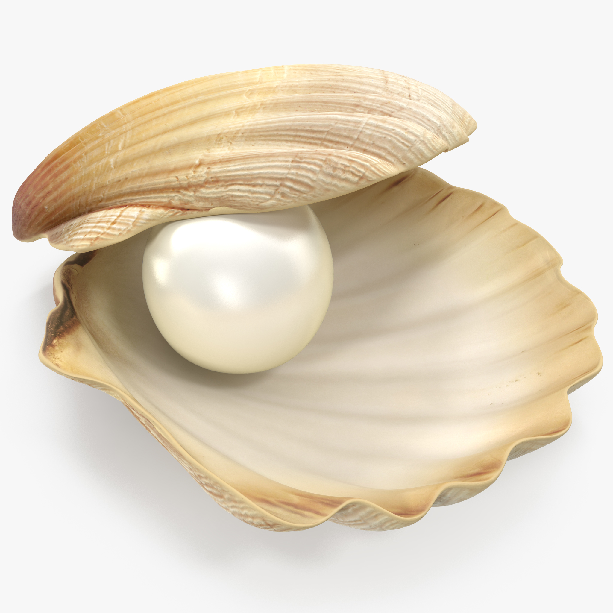 贝壳珍珠3d模型