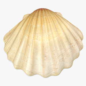3D sea shell 2 model