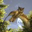 great horned owl 3D model