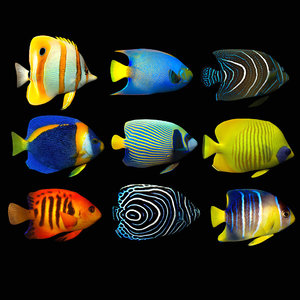 3D fish aquarium model