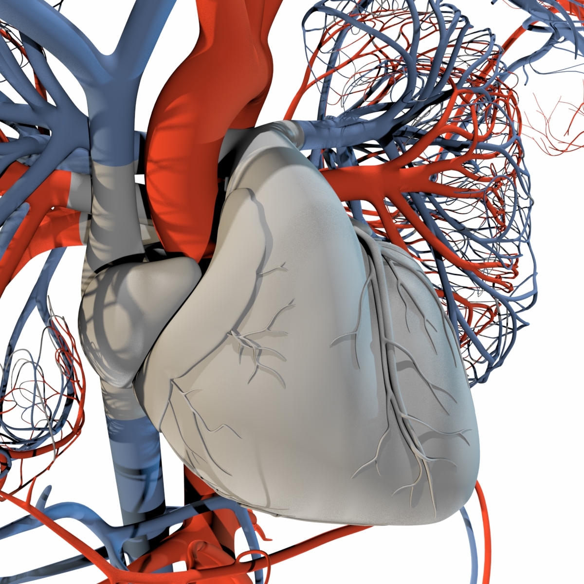 3d Human Circulatory Turbosquid 1242662