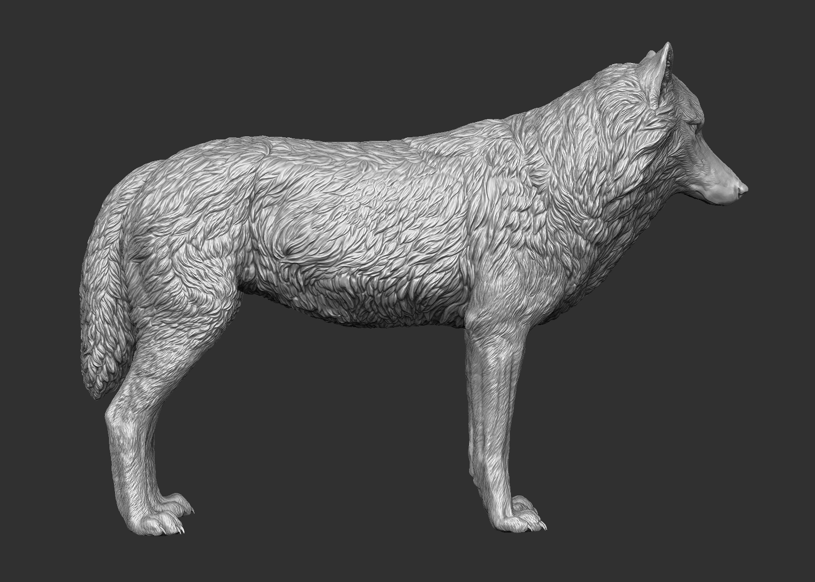 Wolf 3d Model Turbosquid 1242830