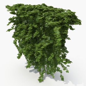 ivy plant nature 3D model