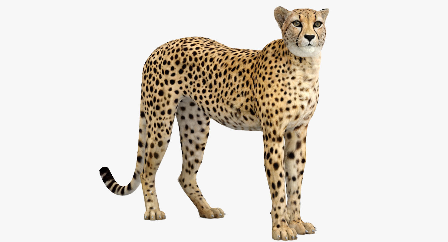 cheetah3d boolean